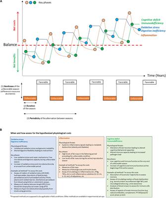 Flexibility Is Costly: Hidden Physiological Damage From Seasonal Phenotypic Transitions in Heterothermic Species